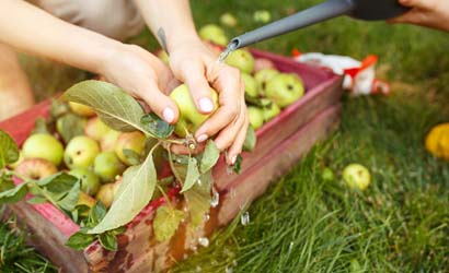 Fruit plukken Zorgboerderij de Waalbanhoeve