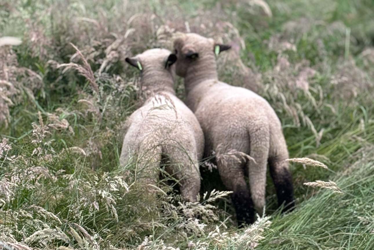 lammetjes Stichting De Waalbanhoeve